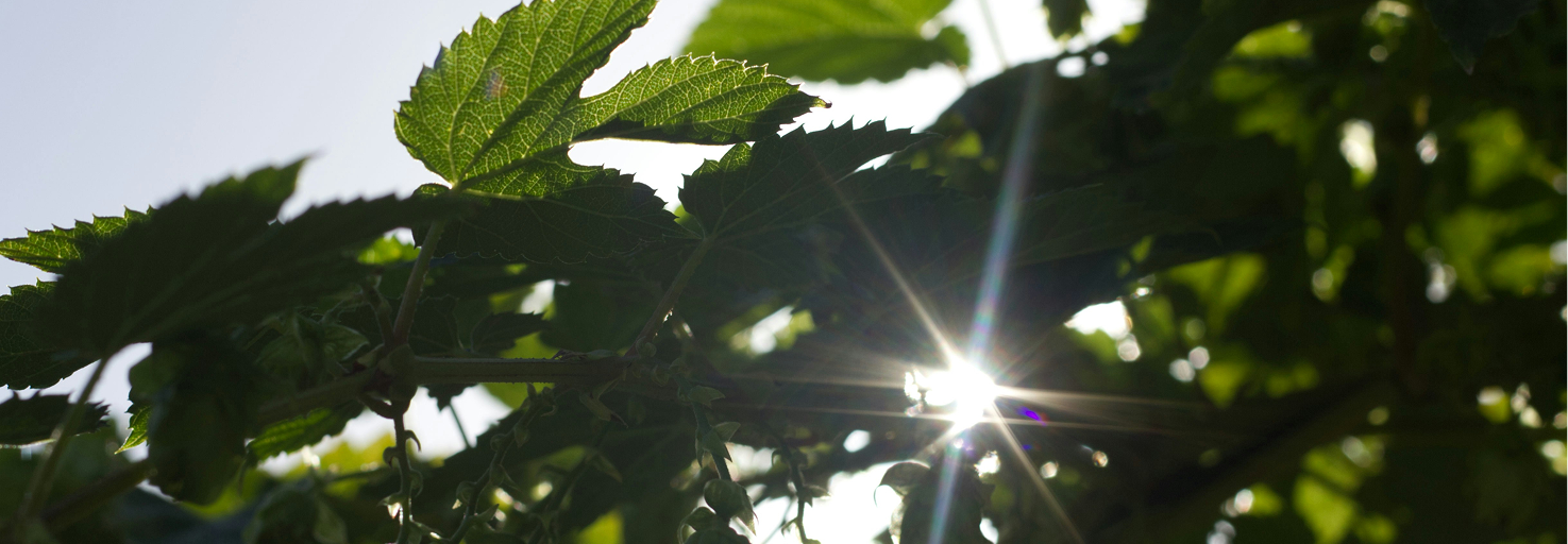 Sustainability & Social Responsibility